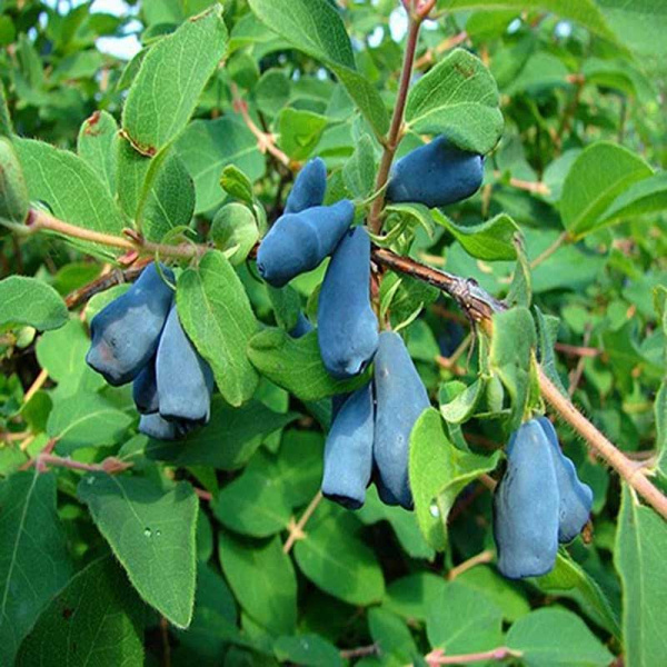 Жимолость Пушкинская Садовита