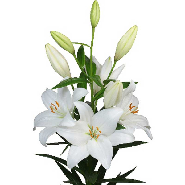 Лилия Совиньон Блан 12/14 7 шт 