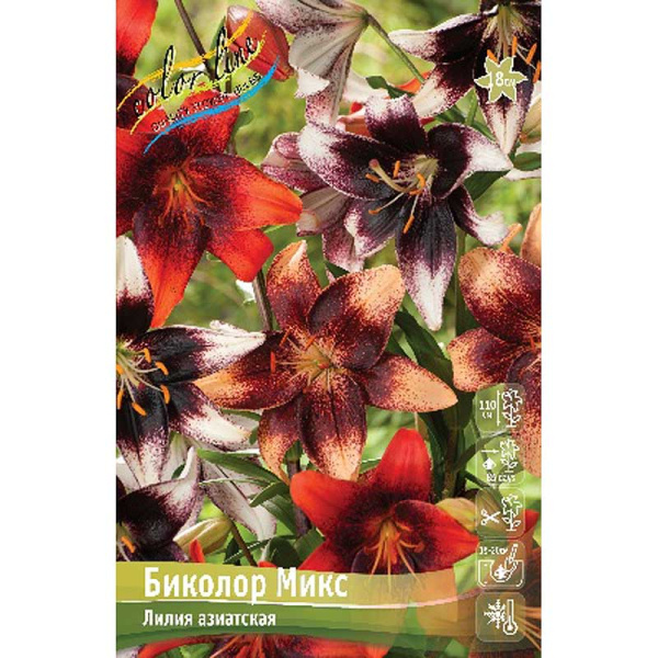 Лилия Биколор Микс 12/14 5 шт 