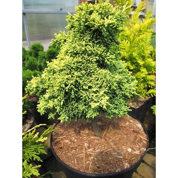 15858 Кипарисовик Лавсона Брегеон Жон C7,5 штамб 30cm ,шт