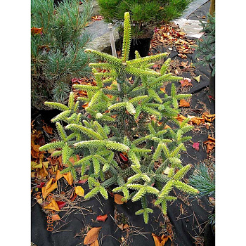 Пихта Испанская Ауреа C1.5 шт