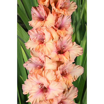 Гладиолус Пока Горит Свеча 8/10 5 шт, Садовита 