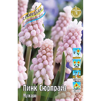Мускари Пинк Сюрпрайз 6/+ 3 шт