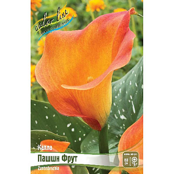 Калла Пашшн Фрут 12/14 30 шт Шоу-бокс 8726