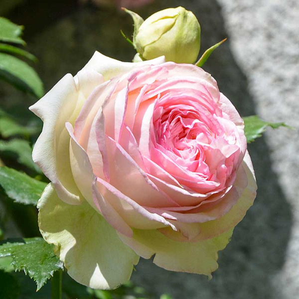 Роза плетистая Пьер де Ронсар Садовита