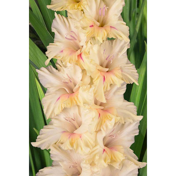 Гладиолус Звезда Пленительного Счастья 8/10 5 шт, Садовита 