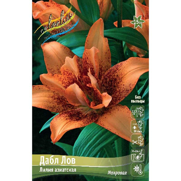 Лилия Дабл Лов 12/14 5 шт 