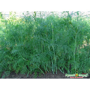Укроп Аллигатор НК Ц