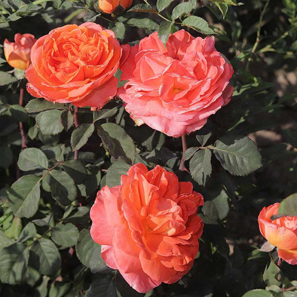 Роза чайно-гибридная Рене Госсини Садовита