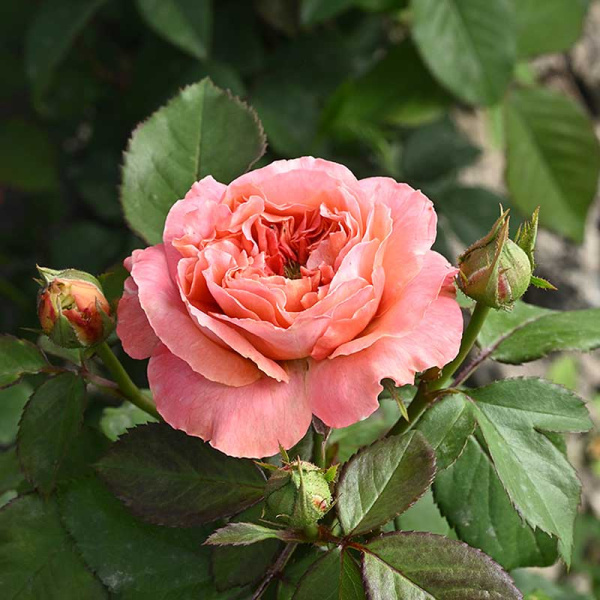 Роза Чайно-гибридная Кэнди Экспрешн Садовита