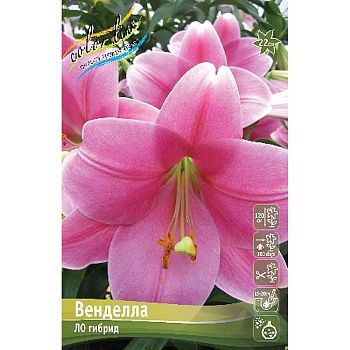 Лилия Венделла 12/14 5 шт 