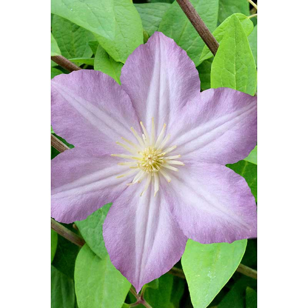 Клематис Полька I 1 шт Садовита