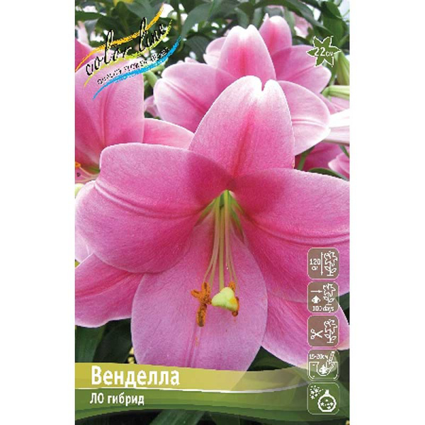 Лилия Венделла 12/14 5 шт 