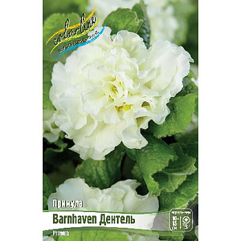 8562 Биг-Пак Примула Barnhaven Дентель I 25 шт
