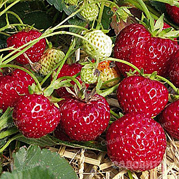 Земляника садовая Мице Шиндлер (цена за 40 шт) ОСП