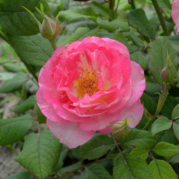 Роза Флорибунда Роуз Эксплоужен Садовита