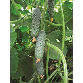 Огурец Бетховен Седек Ц