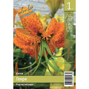 Лилия Генри 12/14 1 Эконом шт