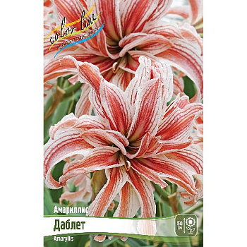 Амариллис Даблет 22/24 8 шт Шоу-Бокс 11973