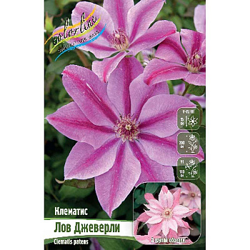 Клематис Лов Джеверли I 25 шт Биг-пак 9653