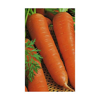 Морковь Лосиноостровская Марс Б