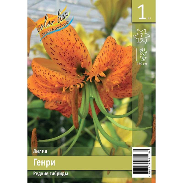 Лилия Генри 12/14 1 Эконом шт