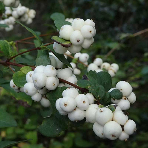 Снежноягодник Белый P9 ,шт Садовита