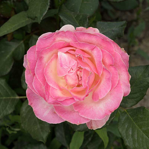 Роза чайно-гибридная Кэнди Аваланч Садовита