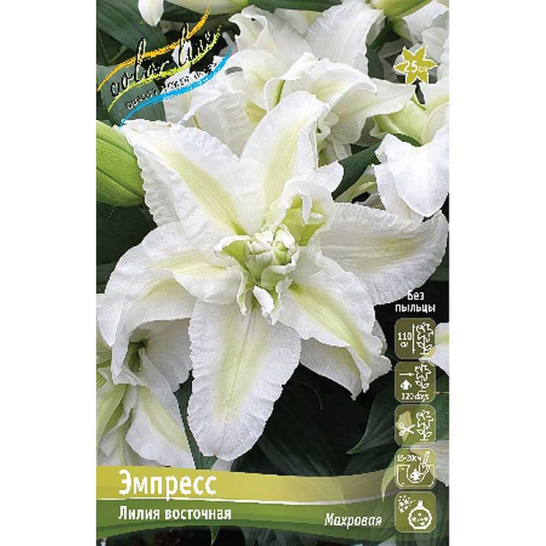 Лилия Эмпресс 12/14 5 шт