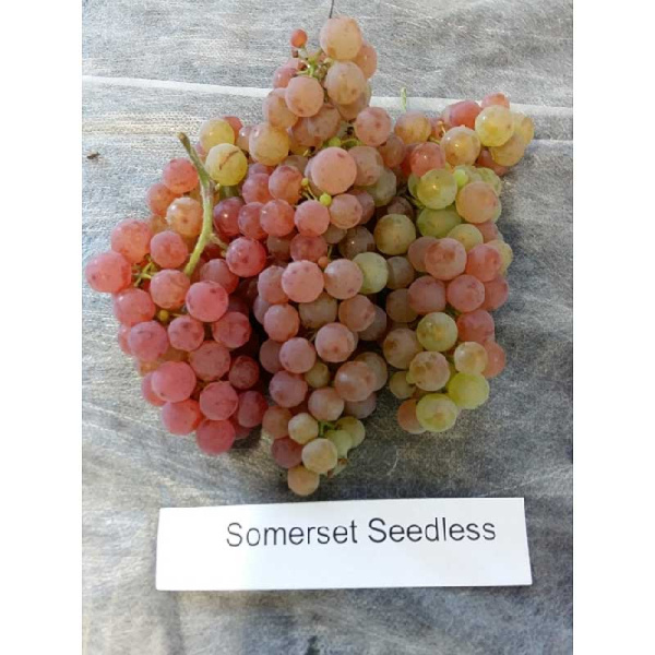 4327 Виноград Плодовый Сомерсет Сидлис P9 ,шт