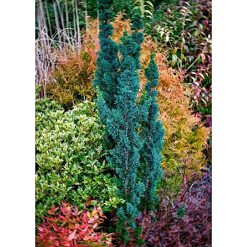 15933 Кипарисовик Лавсона Висселс Сагуара C4 30-40см ,шт