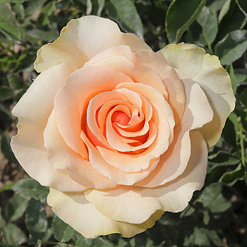 Роза чайно-гибридная Шантелла Садовита