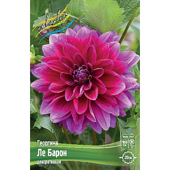 Георгина Ле Барон I 15 шт Шоу-Бокс 12899 
