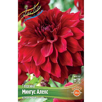 Георгина Мингус Алекс I 15 шт Шоу-бокс 8992