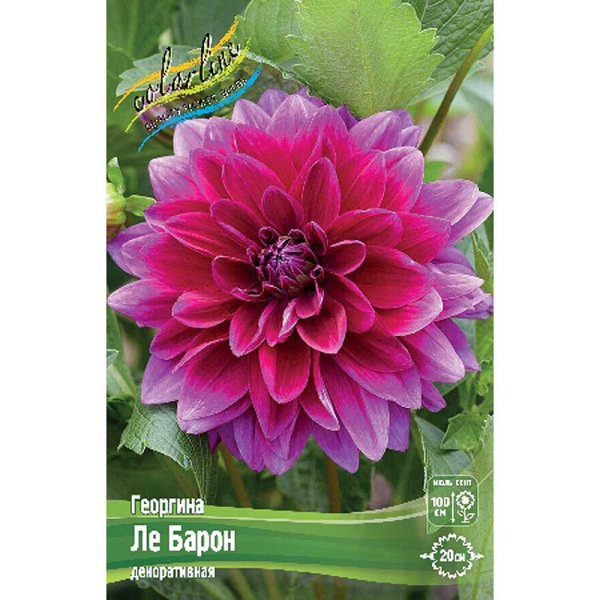 Георгина Ле Барон I 15 шт Шоу-Бокс 12899 