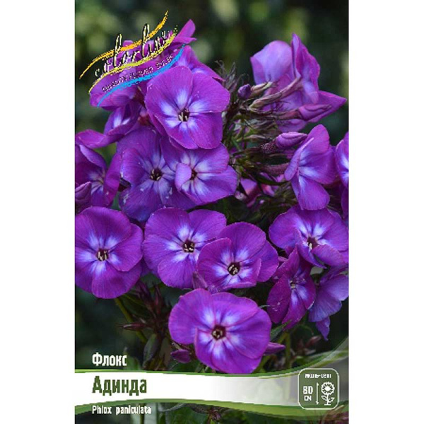 9718 Биг-Пак Флокс Адинда I 25 шт