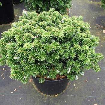 13713 Пихта Корейская Тундра 20-30cm с комом ,шт