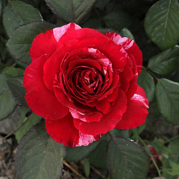 Роза флорибунда Анри МатиссСадовита