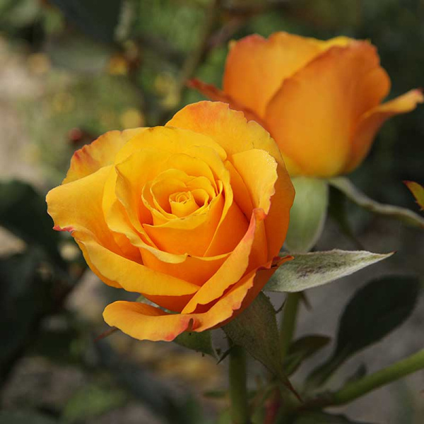 Роза чайно-гибридная Тайкун Садовита