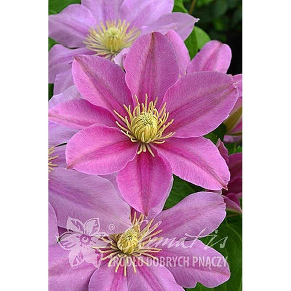 Клематис Пинк Бьюти P9 шт