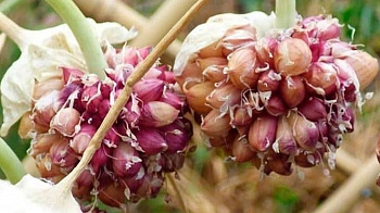 Воздушная бульба Добрыня 200гр