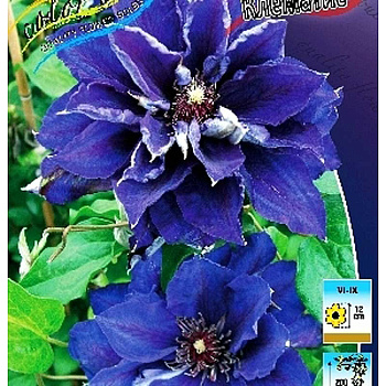 Клематис Шин-Шигоку P9 шт