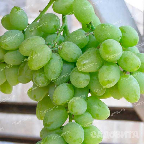 Виноград Элегант Сверхранний очень ранний Садовита