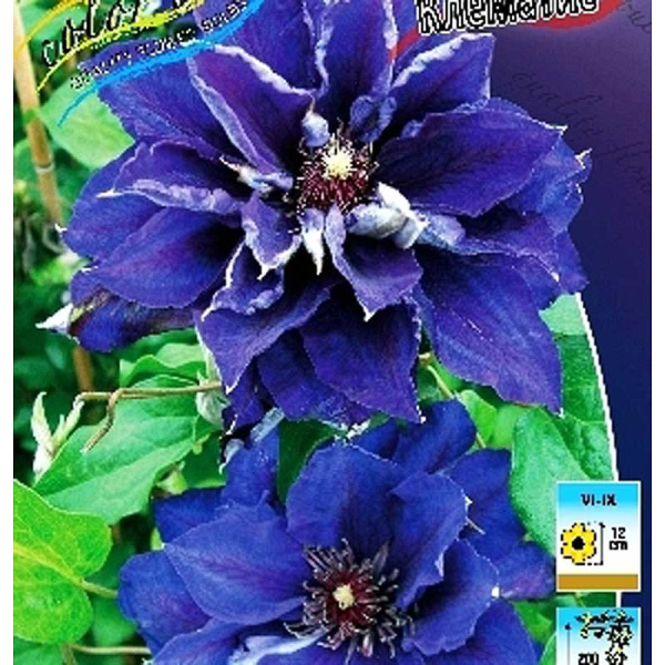 Клематис Шин-Шигоку P9 шт