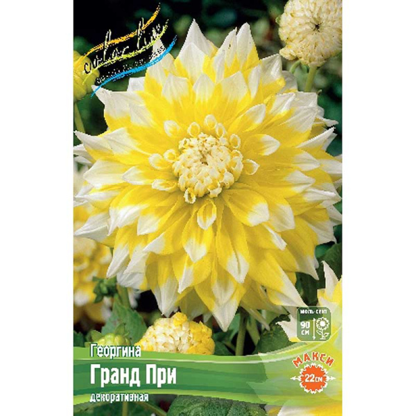 Георгина Гранд При I 15 шт Шоу-бокс 8906