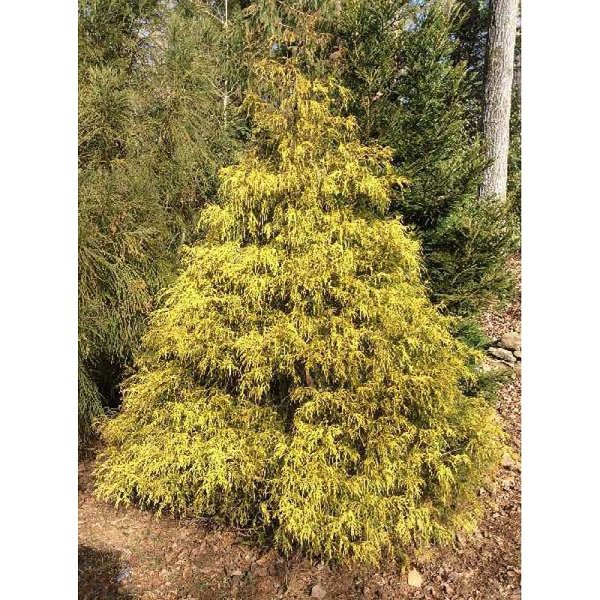 Кипарисовик Горохоплодный Полс Голд C3 25-30