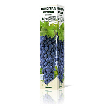 Виноград Мукузани среднеранний Садовита