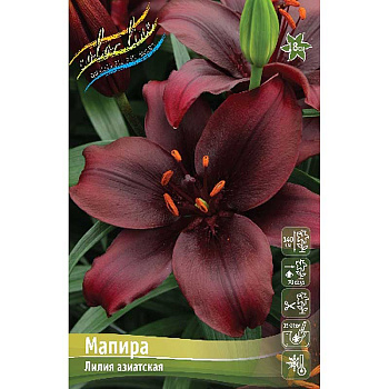 Лилия Мапира 12/14 5 шт