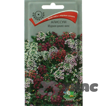 Алиссум Мэджик циклес микс Поиск Ц 
