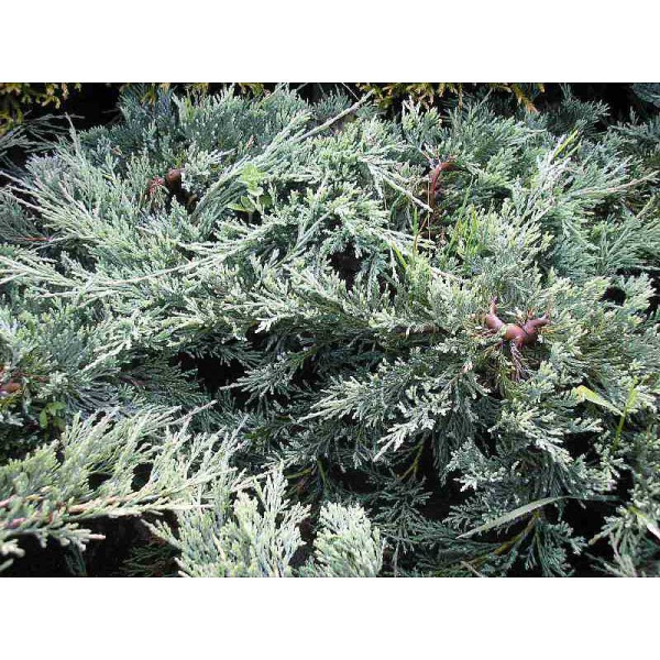 Можжевельник Горизонтальный Гласиер P9 15-20